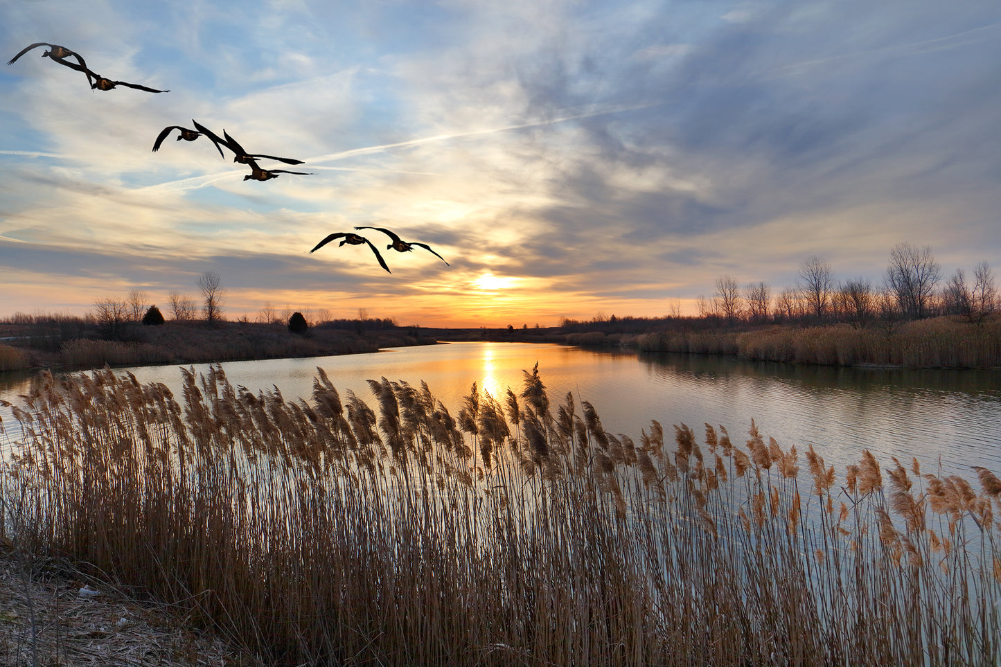 GEESE SUNRISE by LARRY HAMPTON