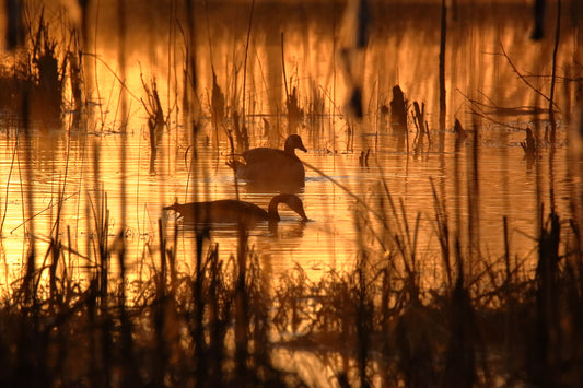 Golden Pond 3075 by LARRY HAMPTON