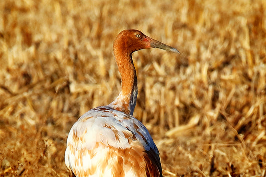Juvenile Whooping Crane 0276 by LARRY HAMPTON