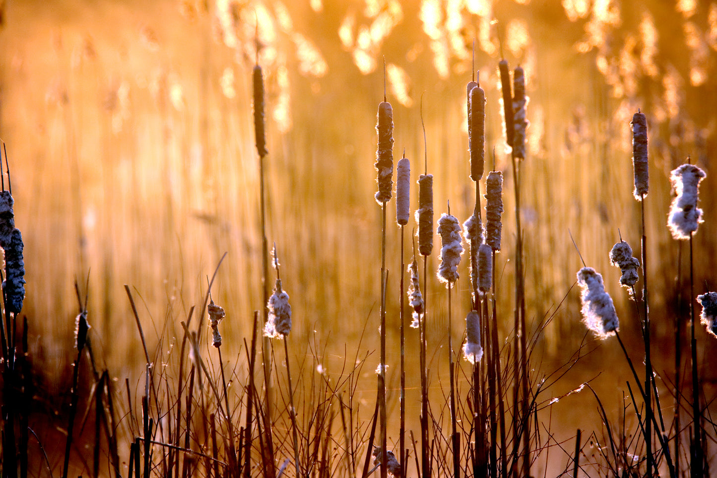 No Cats, Just Tails - Fine Art Color Wildlife Print by LARRY HAMPTON