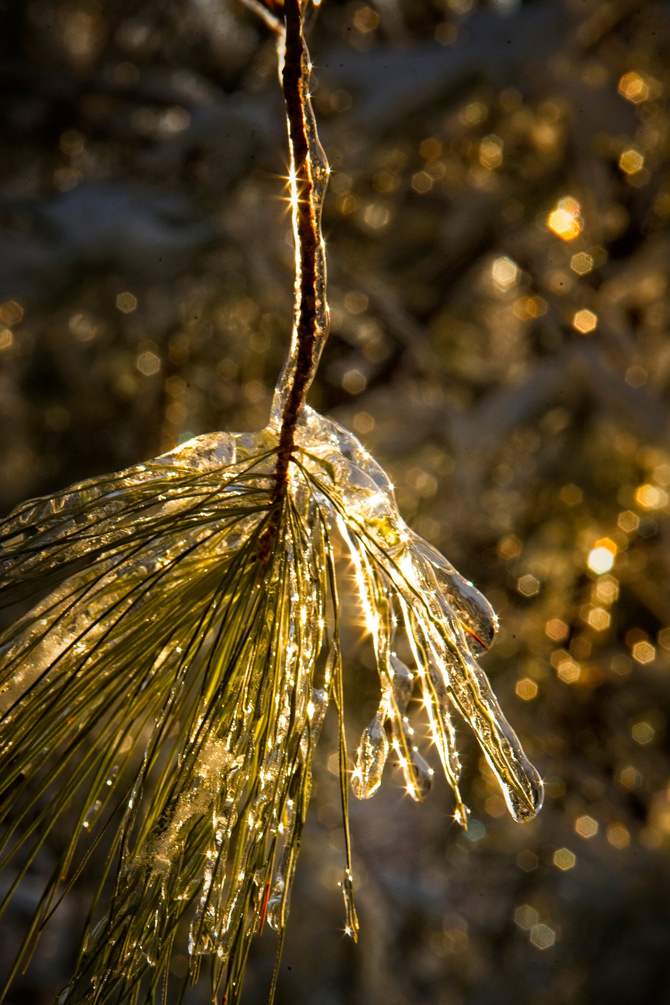 Pine Popsicle  by LARRY HAMPTON