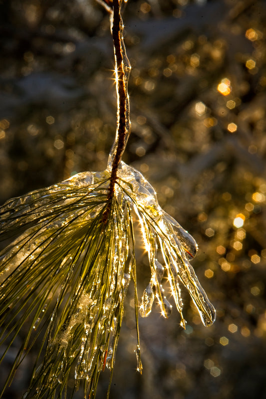Pine Popsicle  by LARRY HAMPTON