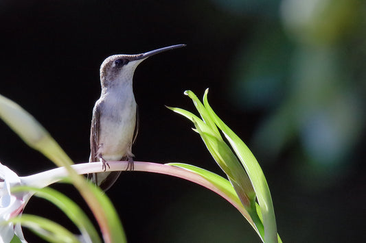 Pearched Hummingbird 0424 by LARRY HAMPTON