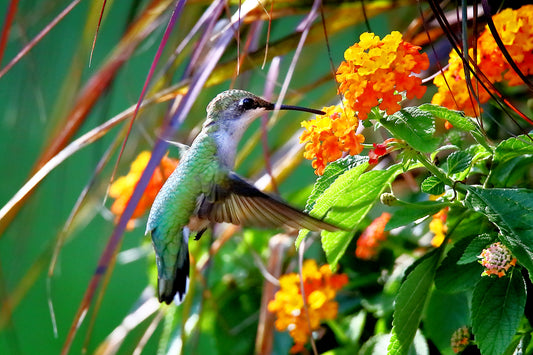 Ruby-Throated Hummingbird 9728 by LARRY HAMPTON