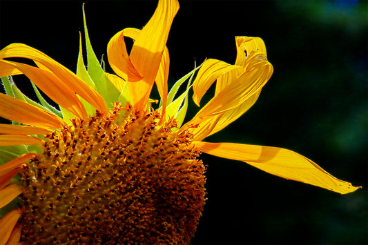 Solar Flare 1317 by LARRY HAMPTON