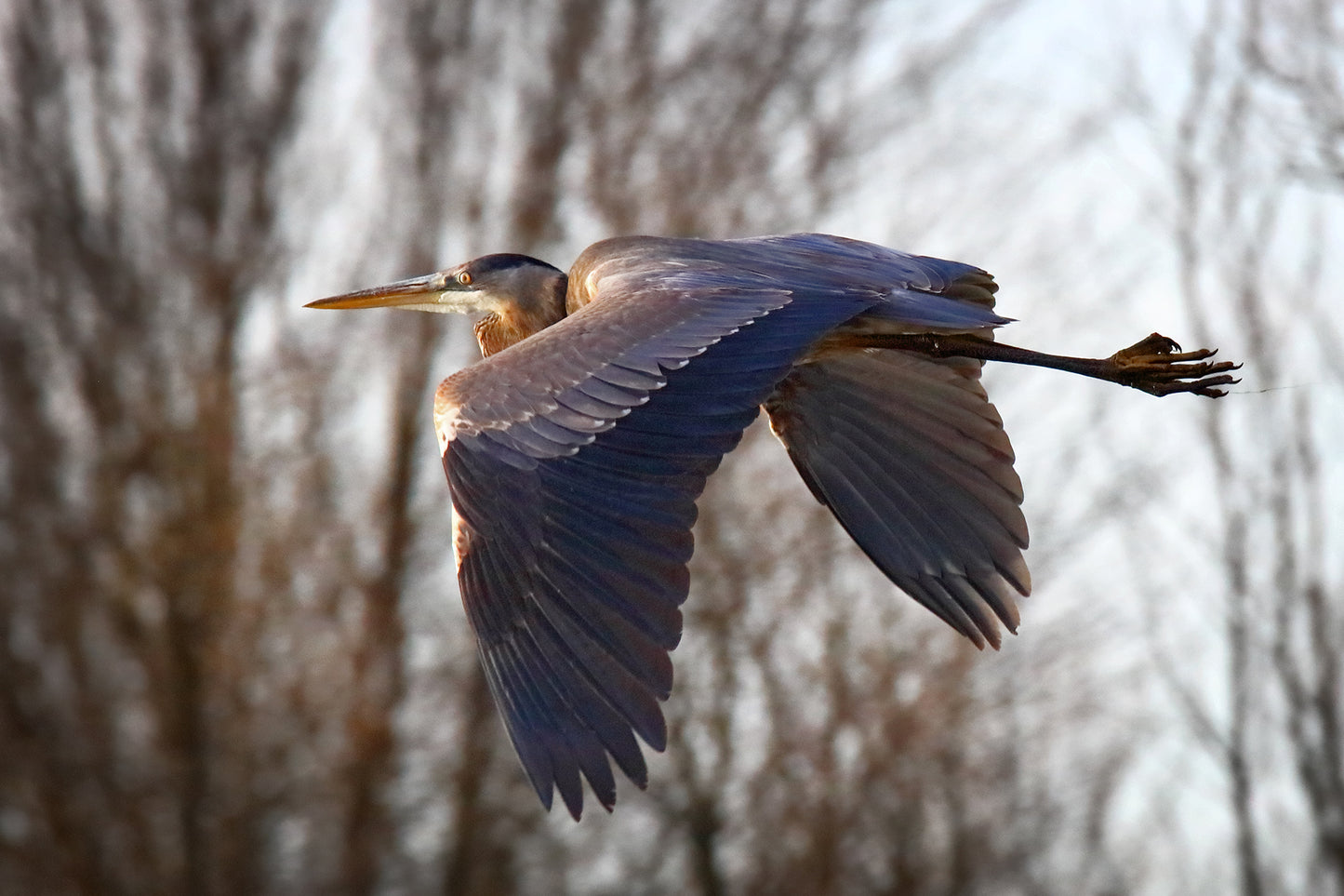 True Blue by LARRY HAMPTON