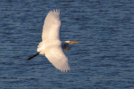 WINGS 5712 by LARRY HAMPTON