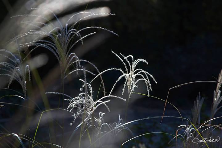 WEEDS by LARRY HAMPTON