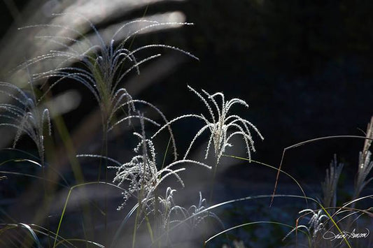WEEDS by LARRY HAMPTON