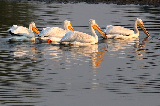 White Pelican by LARRY HAMPTON