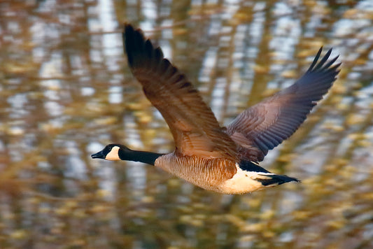 Canada Goose 3301 by LARRY HAMPTON