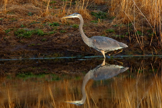 Great Blue Heron 3379 by LARRY HAMPTON