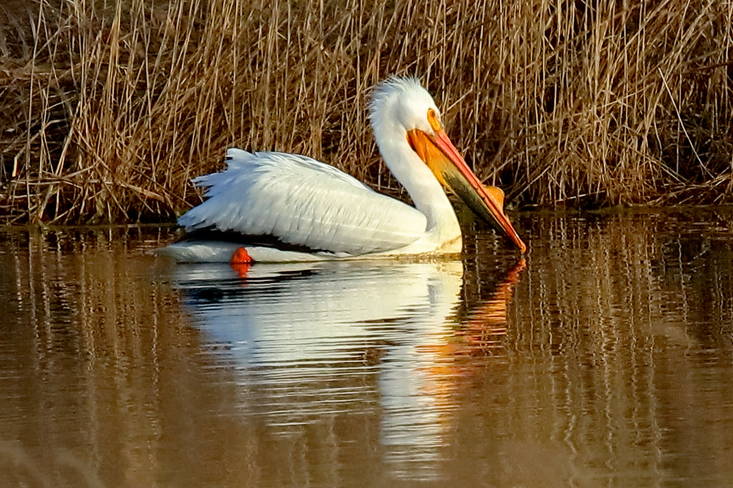 Great White Pelican 4963 by LARRY HAMPTON