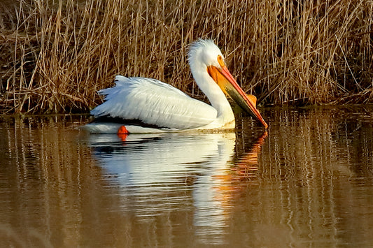Great White Pelican 4963 by LARRY HAMPTON