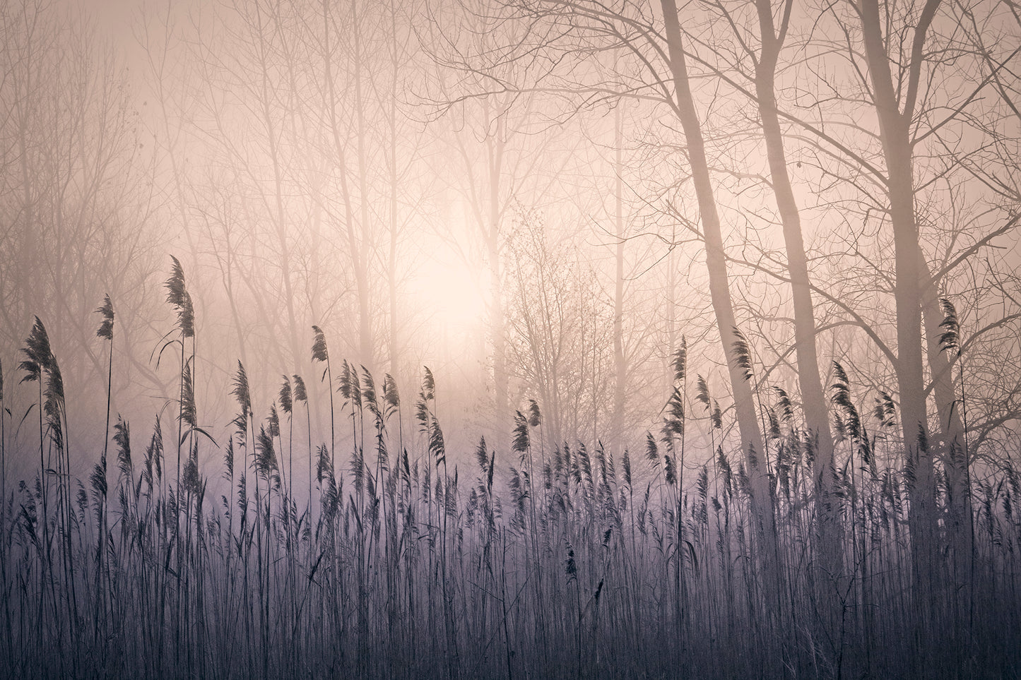 Purple Haze by LARRY HAMPTON (Copy)