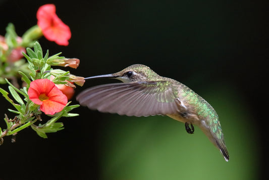 Ruby-Throated Hummingbird 9569 by LARRY HAMPTON