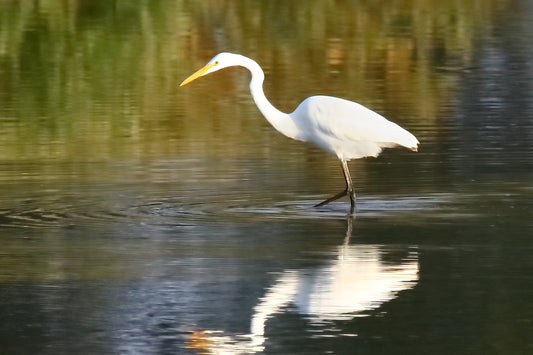 Wading Egret by LARRY HAMPTON