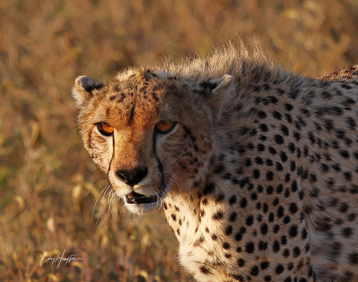 Serengeti Wildlife Safari Photography by Larry Hampton