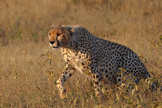 Cheetah's majestic motion across the grasslands