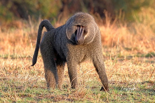 King of the Baboons  - Fine Art Color Print of a Baboon in the Serengeti