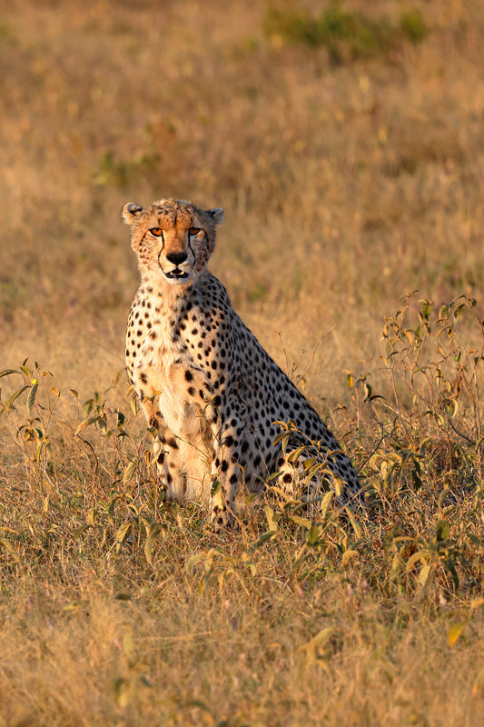 Cheetah's fleeting glance at perfection