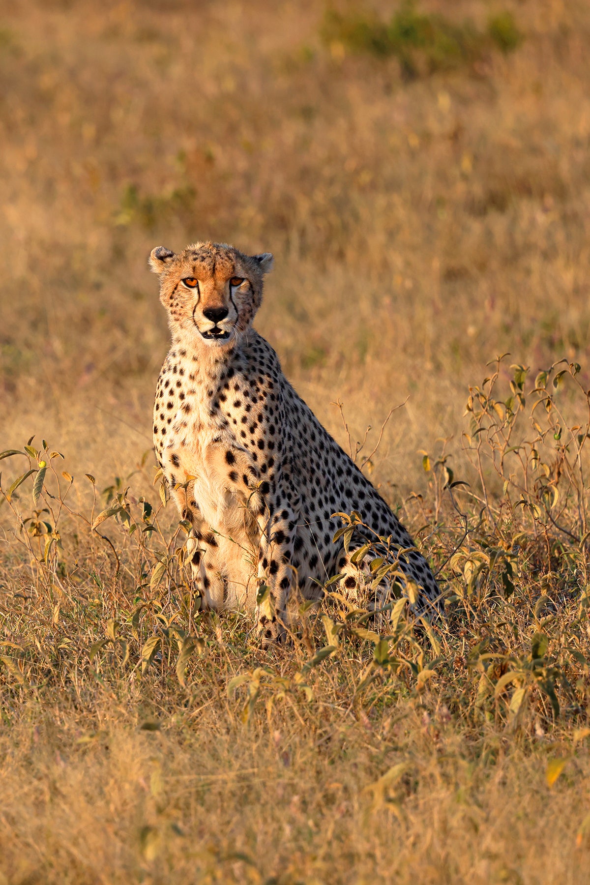 Cheetah's perfection - Cheetah Fine Art Photography Print by Larry Hampton