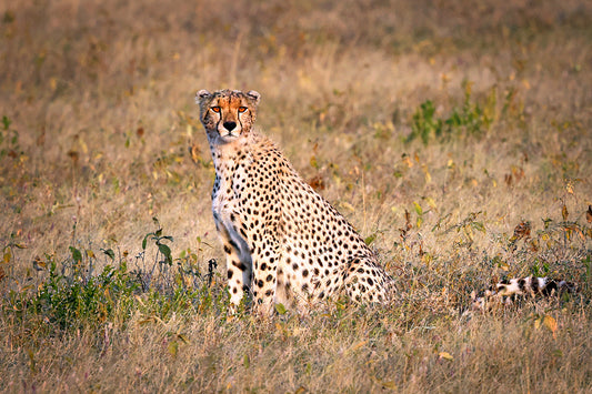 Savannah Sentinel - Fine Art Color Print of a Cheetah in the Serengeti