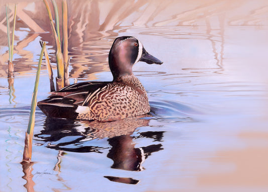 Blue-winged Teal - Color Pencil Drawing Art Print by Larry Hampton