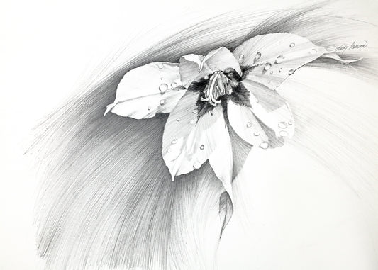 Gladiolus - Pencil Drawing Fine Art Print by Larry Hampton