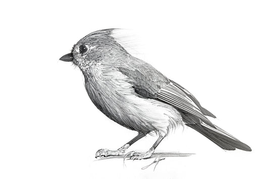 Tufted Titmouse - Pencil Drawing Fine Art Print by Larry Hampton