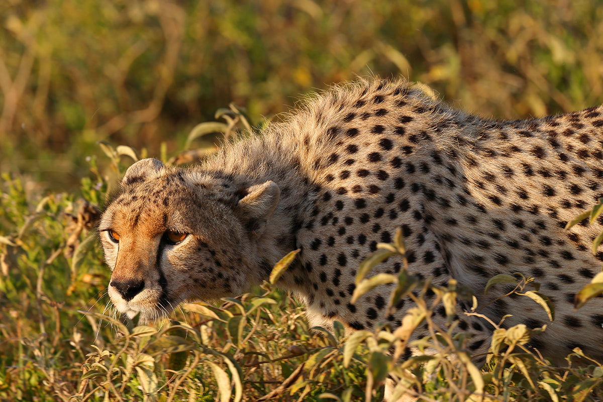 The Cheetah's deadly dance - Cheetah Fine Art Photography Print by Larry Hampton