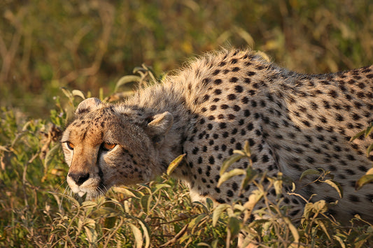 Stalking Cheetah - Fine Art Color Print of a Cheetah in the Serengeti