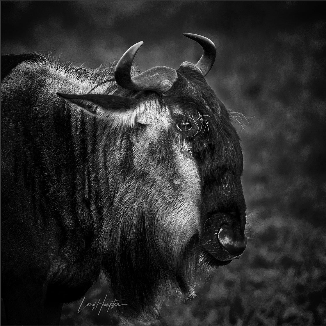 Black and white photo of a wildebeest with a blurred background