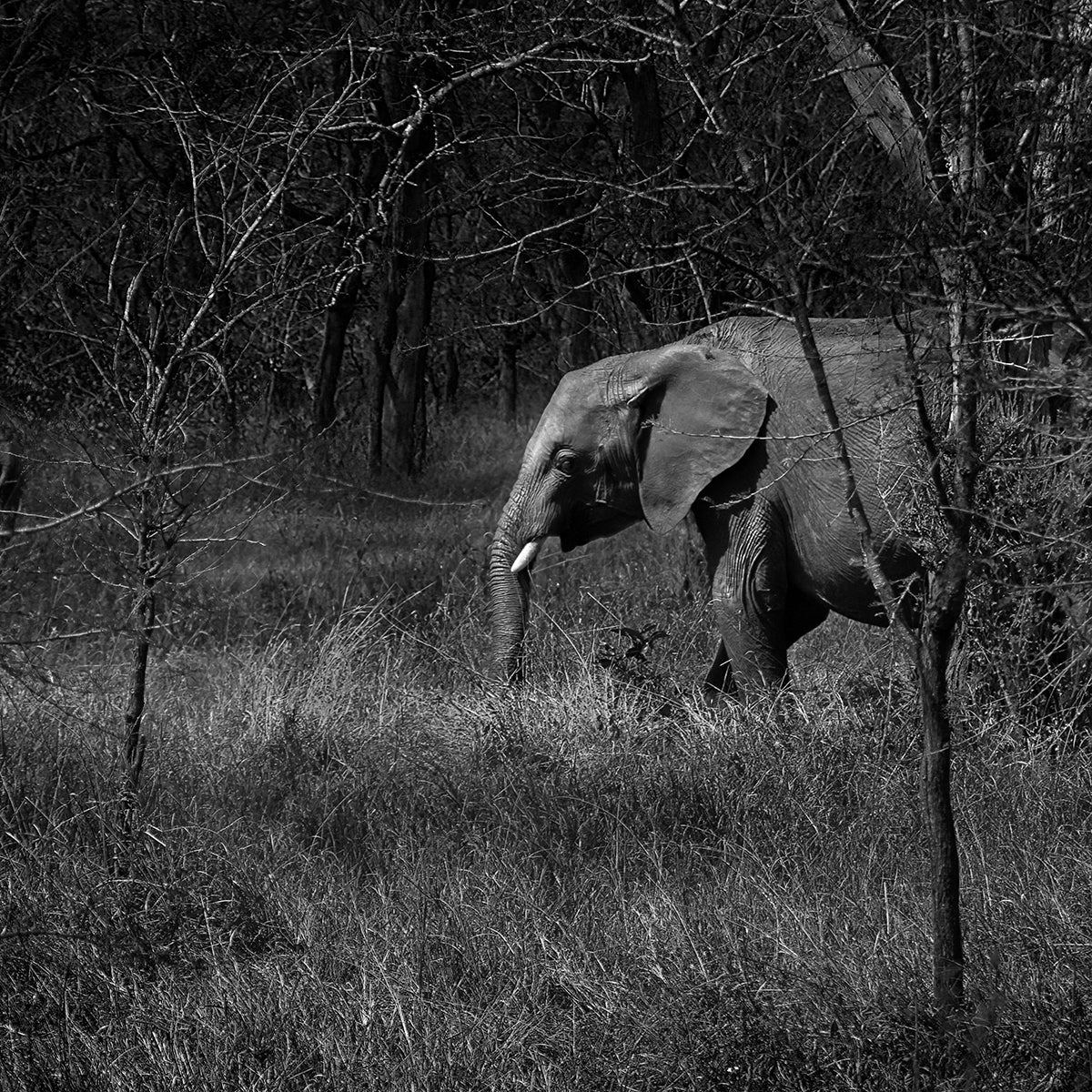 Black and white photo of an elephant walking through a grassy field with trees.