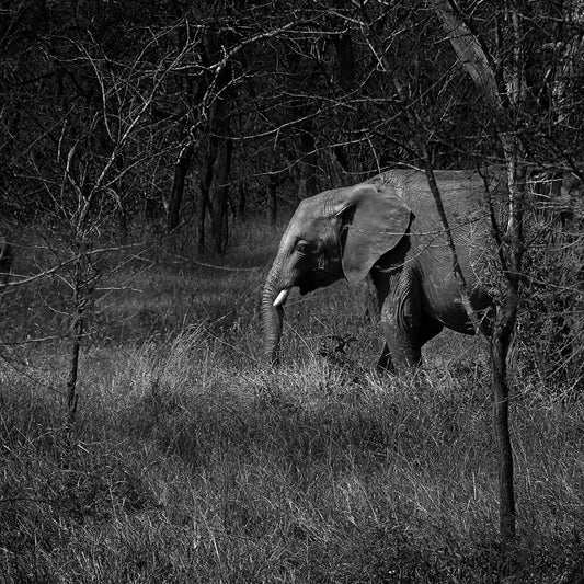 Silent Giant  - Black and white print of an Elephant in the Serengeti
