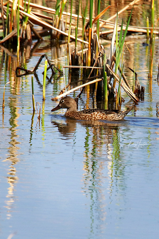 Blue-winged Teal 0565 by LARRY HAMPTON
