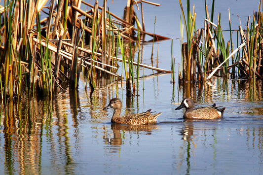 Blue-winged Teals 0610 by LARRY HAMPTON