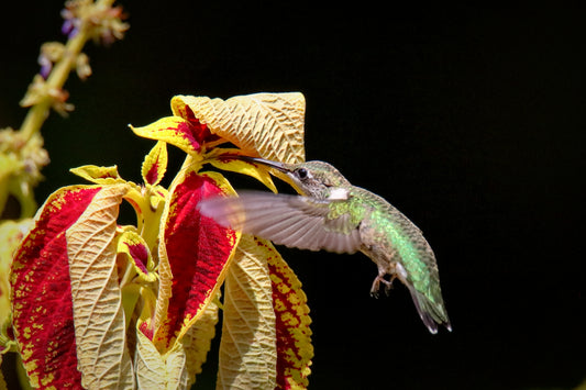 Ruby-Throated Hummingbird 2138 - Fine Art Color Wildlife Print