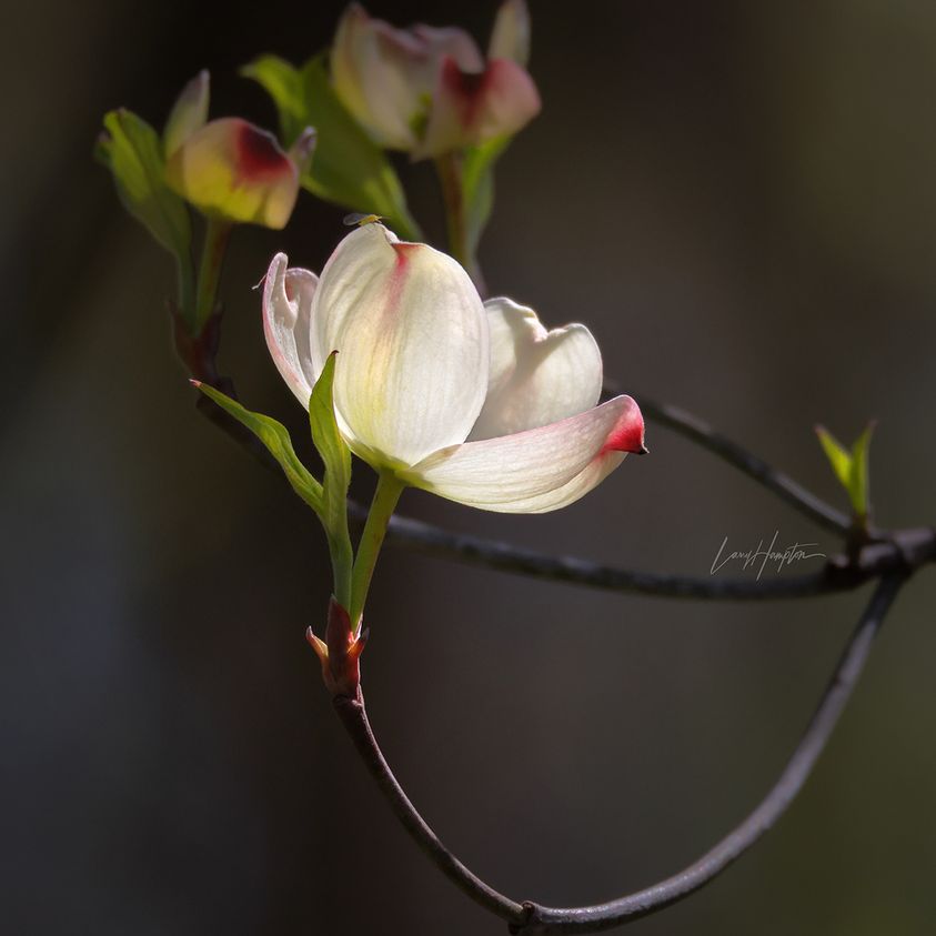 DOGWOOD BLOSSOM 2760