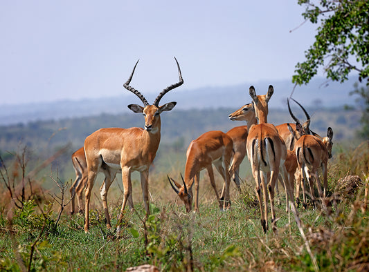 Impala