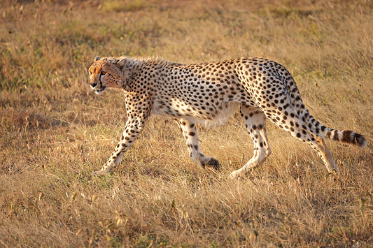 Grassland Glide - Fine Art Color Print of a Cheetah in the Serengeti