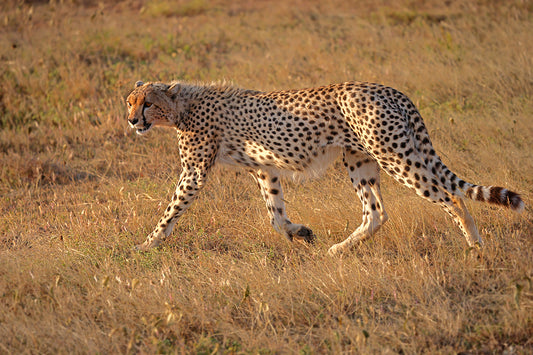 Cheetah in Full Stride - Cheetah Fine Art Wildlife Print by Larry Hampton