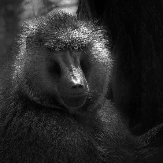 Serengeti Sage - Black and white print of a Baboon in the Serengeti