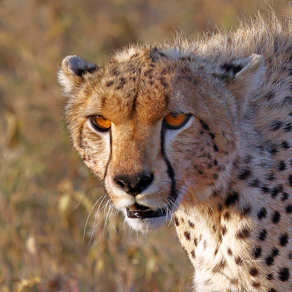 Cheetah Portrait- Color print of a Cheetah in the Serengeti