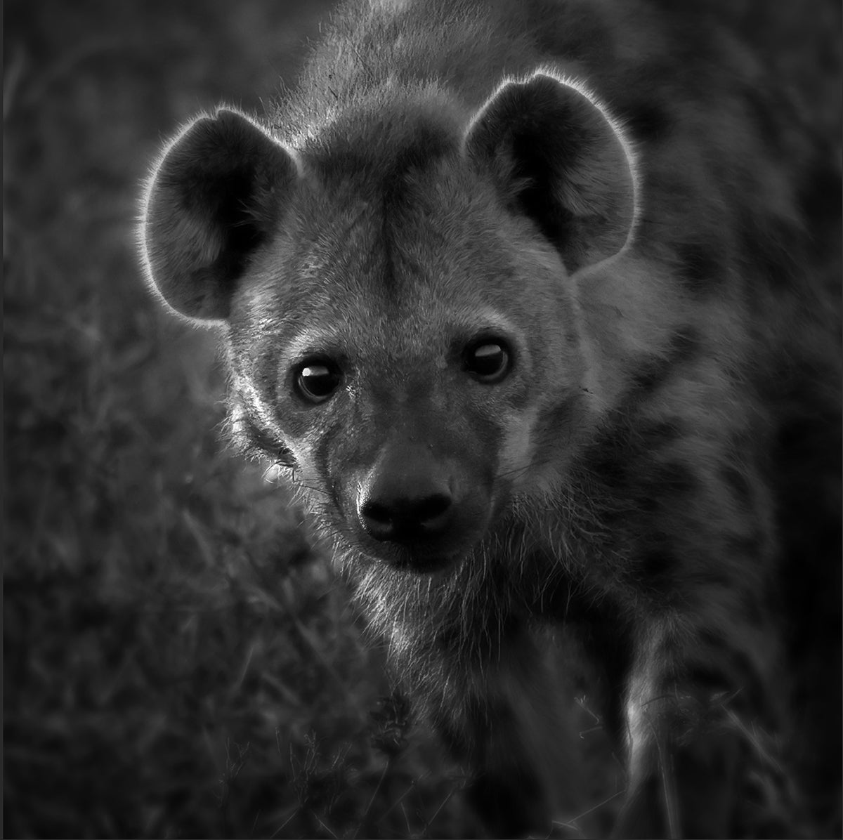 Black and white close-up of a hyena's face with a blurred background