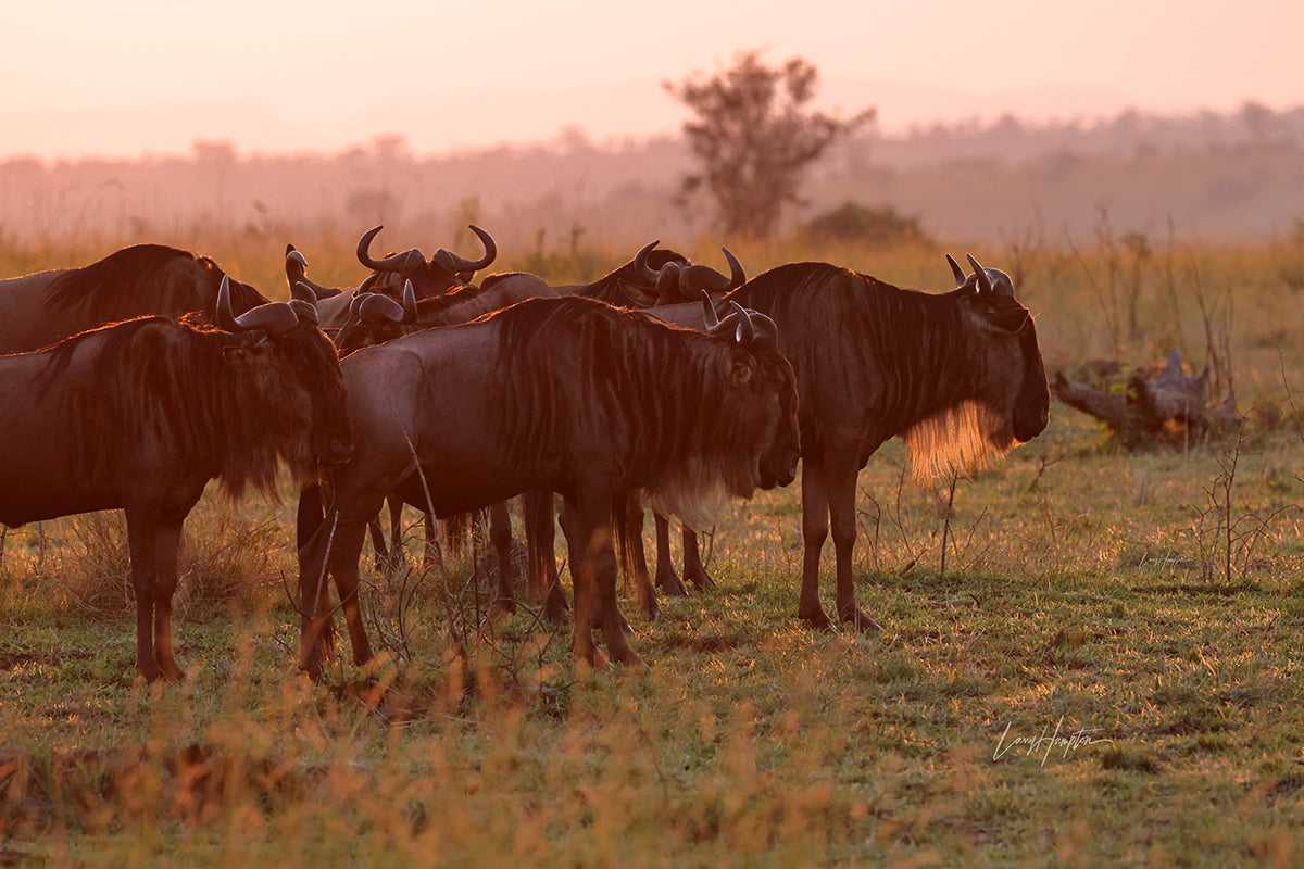 Wildebeest of the Serengeti - Fine Art Photography Print by Larry Hampton