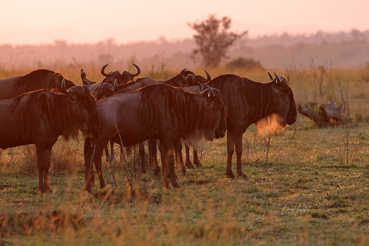 Wildebeest of the Serengeti - Fine Art Photography Print by Larry Hampton