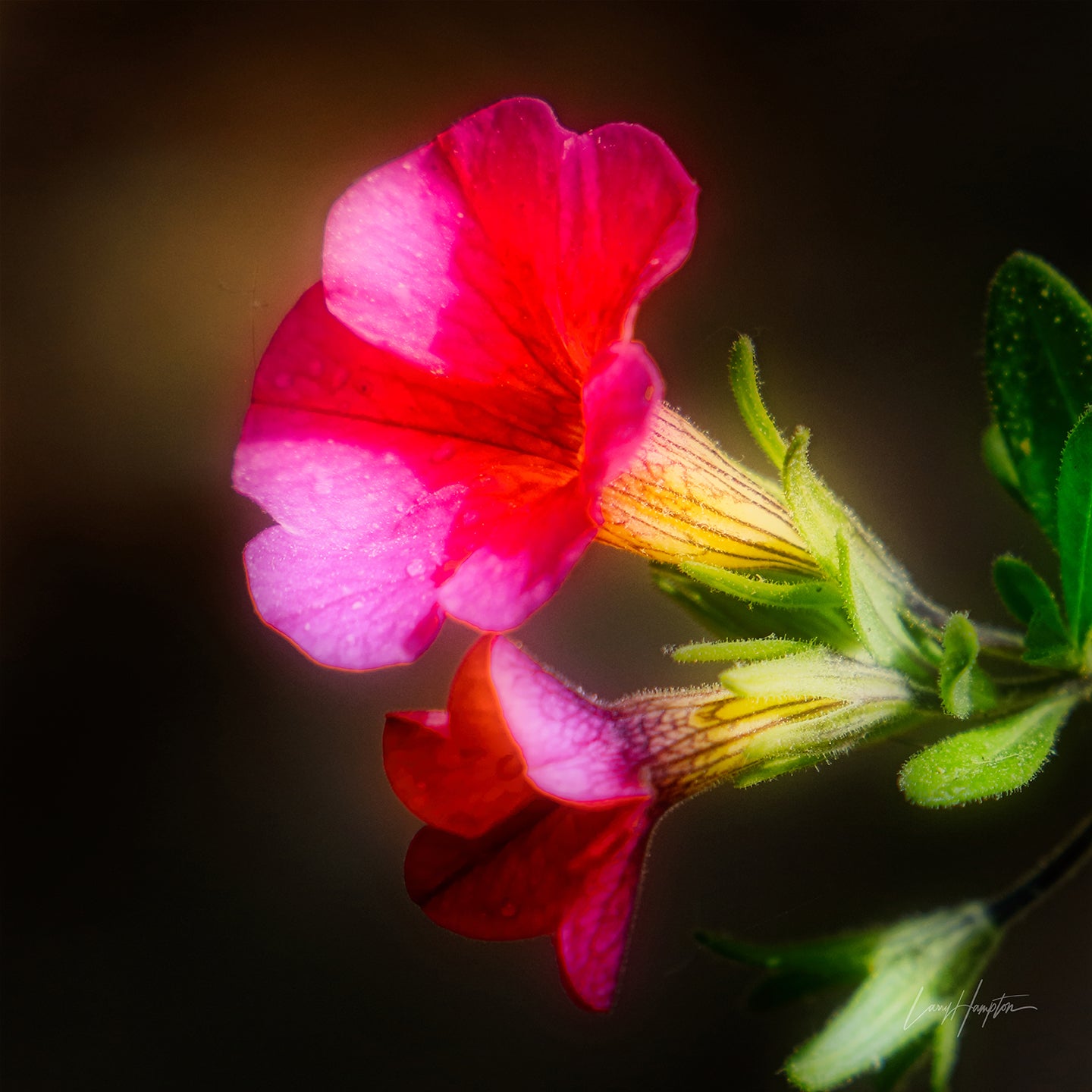 Kiss Of Red  by LARRY HAMPTON