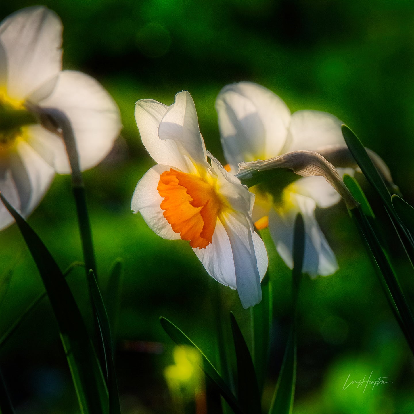 The Glow  by LARRY HAMPTON