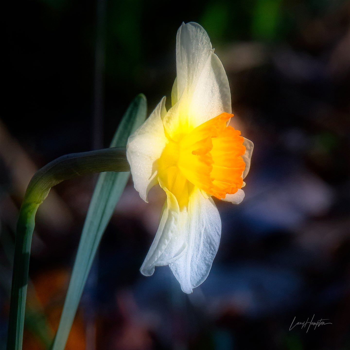 Tinker Bell  by LARRY HAMPTON
